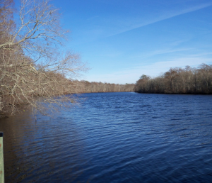 Pocomoke-River-State-Park-01.png