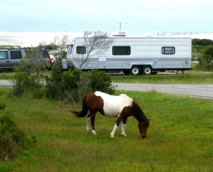 assateague-island-camping-01.png