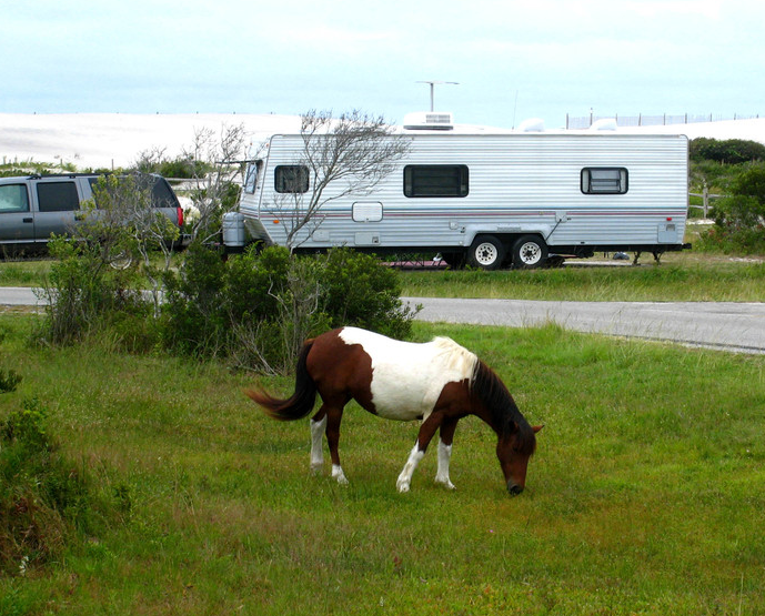 assateague-island-camping-01.png