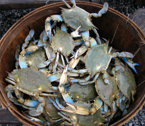 Crabs-to-Go-Ocean-City-MD-03.png