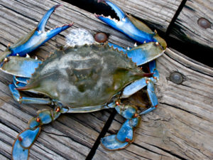 Crabbing Ocean City MD