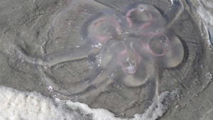 Common Moon Jellyfish Atlantic Ocean